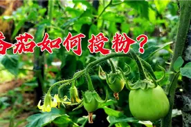 番茄花期是如何授粉？西红柿花期授粉小技巧，压满枝成果多还高产