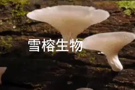 上海雪榕生物科技股份有限公司介绍视频封面