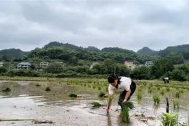 俩婆媳出门帮人插秧，一人一天100元工资加两顿饭，你会去吗？