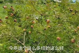 四川高山野生刺梨，幺妹和蔡伟摘回家泡水，根本停不下来，太过瘾视频封面