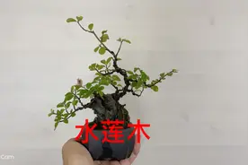 附石水莲木微型盆景盆栽实物老桩，家庭养花，养护知识，家居摆设视频封面