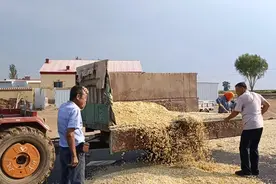 内蒙古，临河区，二十二团，这户人家的葫芦籽脱的这么早视频封面