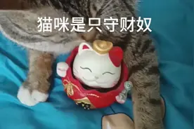 猫咪是只守财奴视频封面
