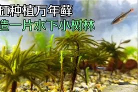鱼缸种植万年藓净化水质，造景成一片水下小树林，棕榈莫斯好养吗