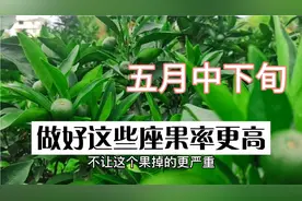 柑橘幼果是不是掉得很历害？在这五月中下旬还有影响掉果别错过了视频封面