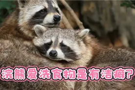 浣熊爱洗食物是有洁癖吗？浣熊还喜欢把爪子伸进水里，它在干嘛视频封面