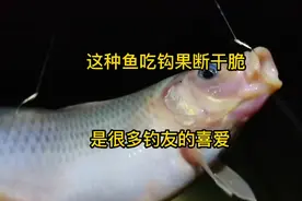 这种鱼吃钩果断干脆，是很多钓友的喜爱！特别容易垂钓！视频封面