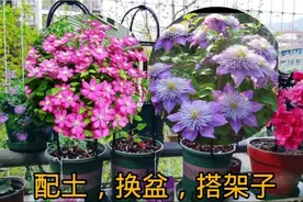 种铁线莲，注意这些细节，种一盆活一盆，轻松爆盆，花朵爬满架！视频封面