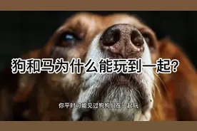 狗和马为什么能玩到一起？