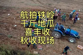 2021年10月4日，辽宁铁岭辽海屯秋收地瓜，喜丰收，热闹景象.视频封面