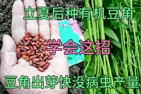 立夏后种豆角，学会这招，豆角三天出芽，后期豆角没病虫产量高视频封面