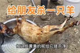 给粉丝朋友杀的羊，60多斤的羊杀下来有30多斤的肉视频封面
