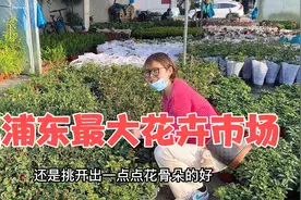 逛上海浦东最大花卉市场，巴掌大盆景竟然那么贵，200块满载而归视频封面