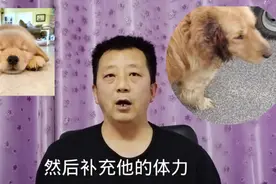 长途运输后的小狗，易出现晕车拉肚子现象，记住以下几点轻松搞定视频封面