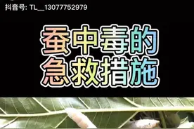 蚕中毒的急救措施