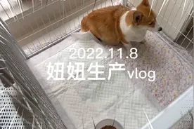 柯基生产全过程 每一条生命都值得被尊重视频封面