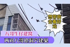 繁殖的季节，八哥鸟争抢洞穴建巢而打架，我让它们去我家做窝下蛋视频封面