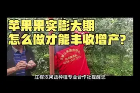 苹果果实膨大期怎么做才能丰收增产？