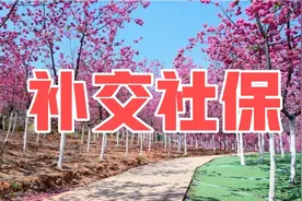 社保大变化！社保医保统一由税务部门征收，自由职业者可以这样交