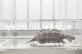 绿水养龟（1）绿水的好处视频封面