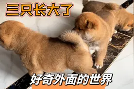 三只小柴犬慢慢长大了，已经开始好奇外面的世界，想在客厅走走了视频封面
