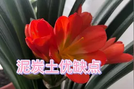 老刘说秋季换土之泥炭土种植君子兰的优劣性。视频封面