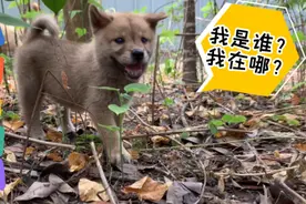 田园犬幼儿园解锁森林场景，狗崽们四处探索，热闹非凡！视频封面
