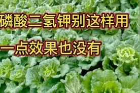 磷酸二氢钾不能混合这些肥料，否则一点效果也没有，别乱用视频封面