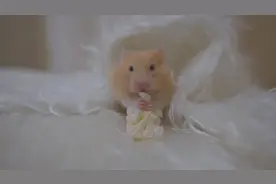 看看吃播金丝熊吃花菜有多香？不爱吃菜的我都流口水了！