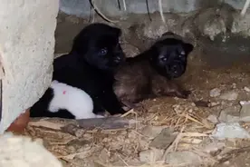 没长牙的小奶狗吠叫起来有多可爱，奶声奶气，这小黑狗太爱了视频封面