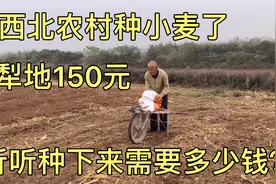 河南开始种小麦了、犁地一亩150元，听听种一亩地需要多少钱？视频封面