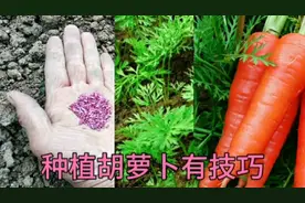 种有机胡萝卜，学会这招，种子7天出苗，后期胡萝卜长势壮没病虫视频封面