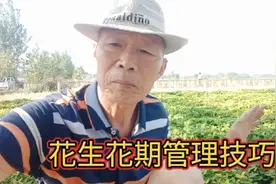 花生开花期喷点它，不长秧光结果，每亩增产200斤以上。视频封面