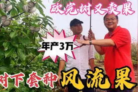 放弃大城市回乡种“风流果”，年亩产30000元，关键在桉树下套种视频封面