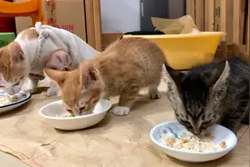 三只不同的流浪小猫从小就与母猫走失，被外卖小哥收养，相依相伴视频封面