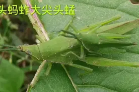 大尖头蜢 ，剑角蝗，负蝗，尖头蚂蚱，雌雄的体型差距太大了