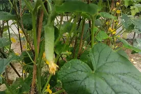 黄瓜高产这里捏一捏，黄瓜结得多弯瓜变直瓜，多到摘不完视频封面