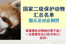 国家二级保护动物汇总名单，动物图片及对应刑罚。管好自己的手嘴视频封面