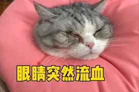 猫咪眼睛突然开始流血，主人慌忙带去医院视频封面