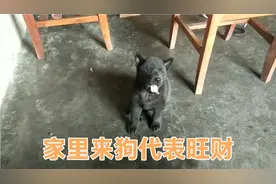广东农村:家里面来了只小狗。老一辈说来狗是好事，叫不要赶走！