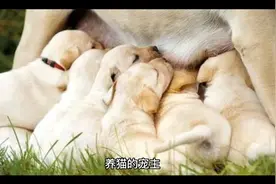 为什么猫咪会将东西叼到你面前？原来是为了这些事视频封面