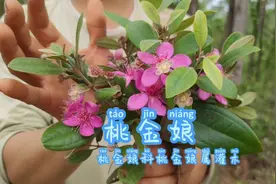 桃金娘，你认识了吗？视频封面