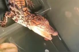 30厘米的鳄鱼宝宝批发零售，喜欢的联系18954812903同微视频封面