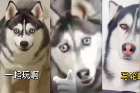 爆笑动物合集（表情包出处来了，其实挺萌的）视频封面
