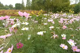 金山花开海上生态园视频封面