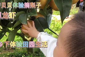 一岁宝宝乡下体验田园生活，梨子又大又甜边摘边吃，美好的童年视频封面