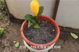 香水柠檬这样繁殖太简单了！只需1方法，成活高，全年可使用！视频封面