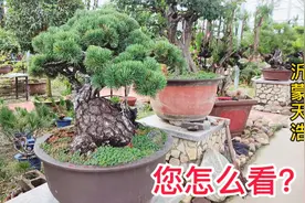 临沂小村庄的一个大棚里，收藏了价值千万的精品盆景。都是精品！视频封面