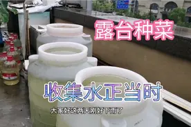 露台种菜需要大量的水，我们是不用自来水的，看我们如何收集水？视频封面