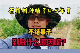 石榴树种植了4-5年，不结果子，到底什么原因呢？视频封面